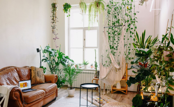 Como decorar a sala com plantas naturais