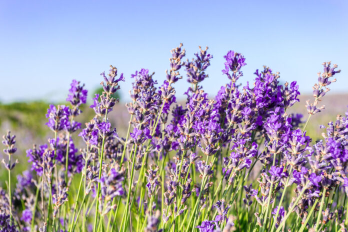 A lavanda é uma planta encantadora conhecida por suas flores roxas perfumadas e seu uso popular em aromaterapia e cosméticos. Além disso, o cultivo de lavanda em casa é uma atividade gratificante e relativamente fácil, mesmo para jardineiros iniciantes. Neste artigo, vamos explorar como fazer um cultivo de lavanda, a melhor época para plantá-la, como cultivá-la em vasos ou no chão do jardim, o tempo necessário para florescer, a diferença entre lavanda e alfazema e outras dicas relevantes para o sucesso do cultivo. Como fazer um cultivo de lavanda? Antes de começar o cultivo de lavanda, é essencial entender algumas das suas necessidades básicas. A lavanda prospera melhor em solos bem drenados e arenosos, com bastante luz solar direta. Certifique-se de escolher um local que receba pelo menos 6 horas de sol diariamente. O pH do solo ideal para a lavanda é ligeiramente alcalino, variando entre 6,5 e 7,5. A propagação da lavanda pode ser feita por meio de sementes, estacas ou mudas compradas em viveiros especializados. Se você optar por semear as sementes, plante-as em um recipiente com substrato bem drenado e mantenha o solo levemente úmido até que as mudas se desenvolvam. Qual a melhor época para plantar lavanda? A lavanda é uma planta resistente e pode ser plantada em diferentes épocas do ano, dependendo da região em que você vive. Geralmente, a primavera e o outono são considerados os melhores momentos para o plantio, pois as temperaturas são mais amenas, o que ajuda a planta a se estabelecer mais rapidamente. No entanto, se você mora em uma região com invernos rigorosos, é melhor evitar o plantio no final do outono, pois a lavanda pode ter dificuldades em se estabelecer antes das temperaturas frias chegarem. Sempre verifique as informações específicas para sua área antes de decidir o momento ideal para o plantio. Como plantar lavanda em vaso Para cultivar lavanda em vasos, escolha recipientes com boa drenagem, como vasos de terracota, e preencha-os com um substrato leve e bem drenado. Coloque as sementes ou mudas cuidadosamente no solo e cubra-as levemente. Mantenha os vasos em um local ensolarado e certifique-se de não regar em excesso, pois o encharcamento pode levar ao apodrecimento das raízes. A lavanda é conhecida por sua tolerância à seca, então permita que o solo seque entre as regas. Ao cultivar lavanda em vasos, é importante podá-la regularmente para evitar que a planta fique muito grande e desajeitada. Além disso, a poda estimula o crescimento de novos brotos e flores, mantendo a planta saudável e vigorosa. Como plantar lavanda no chão do jardim Ao plantar lavanda no chão do jardim, certifique-se de preparar bem o solo antes do plantio. Remova ervas daninhas, pedras e outros detritos, e adicione composto orgânico para melhorar a qualidade do solo. Plante as mudas ou sementes em espaçamento adequado, geralmente a cerca de 30 a 45 cm de distância, para permitir o crescimento saudável das plantas. Durante os primeiros meses após o plantio, regue regularmente para ajudar as mudas a estabelecerem-se. Uma vez que as plantas estejam bem estabelecidas, a lavanda é capaz de tolerar períodos de seca. Quanto tempo leva para lavanda dar flor? O tempo necessário para a lavanda dar flores pode variar de acordo com a variedade da planta e as condições de cultivo. Em geral, a lavanda começa a florescer a partir do segundo ano após o plantio, embora algumas variedades possam florescer já no primeiro ano. Para garantir o florescimento saudável, certifique-se de fornecer à lavanda as condições adequadas de luz solar, solo bem drenado e a poda regular para estimular o crescimento de novos brotos e flores. Qual a diferença entre lavanda e alfazema? Muitas pessoas usam os termos "lavanda" e "alfazema" de forma intercambiável, mas eles se referem a duas espécies distintas do gênero Lavandula. A principal diferença entre elas está na variedade de cores e aromas. A lavanda verdadeira, conhecida como Lavandula angustifolia, é a mais comum e possui flores roxas ou azuladas e um aroma doce e suave. Ela é amplamente utilizada em produtos de aromaterapia, chás e culinária. Por outro lado, a alfazema, também chamada de Lavandula latifolia ou Lavandula intermedia, tem flores maiores e de um tom lilás mais intenso. Seu aroma é mais forte e muitas vezes descrito como mais herbáceo do que o da lavanda verdadeira. Ambas as plantas compartilham muitas características semelhantes e benefícios, e o cultivo e cuidado delas são praticamente os mesmos. Cuidados adicionais para o cultivo de lavanda Além das informações fornecidas anteriormente, existem alguns cuidados adicionais que podem garantir um cultivo bem-sucedido de lavanda: 1. Drenagem adequada As raízes da lavanda são sensíveis ao encharcamento, portanto, certifique-se de que o solo possua uma boa drenagem para evitar o acúmulo de água. 2. Adubação moderada A lavanda não exige uma adubação intensa. Um fertilizante de liberação lenta, aplicado uma vez por ano na primavera, é suficiente para suprir suas necessidades nutricionais. 3. Controle de pragas e doenças A lavanda é resistente a muitas pragas e doenças, mas é importante monitorar regularmente para evitar problemas. Se necessário, utilize métodos de controle orgânico para proteger suas plantas. 4. Atenção às condições climáticas Em regiões com invernos rigorosos, considere proteger a lavanda durante as estações frias. Cobrir as plantas com palha ou um tecido leve pode ajudar a proteger as raízes do frio extremo. Conclusão Em resumo, plantar lavanda em casa é uma atividade gratificante e acessível a todos os entusiastas da jardinagem. Ao seguir as dicas apresentadas neste artigo, você estará bem encaminhado para desfrutar das belas flores e do delicioso aroma que essa planta versátil oferece. Lembre-se de fornecer-lhe as condições ideais de solo, luz solar e drenagem, seja no cultivo em vasos ou no chão do jardim. Com paciência e cuidado adequado, a lavanda recompensará você com suas flores deslumbrantes e propriedades aromáticas excepcionais. Então, mãos à obra e comece a cultivar sua lavanda hoje mesmo!