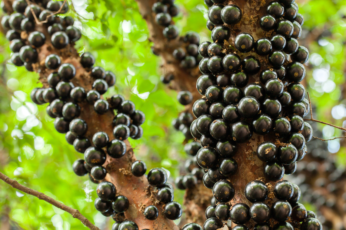 frutos em árvore de jabuticabeira em vaso.