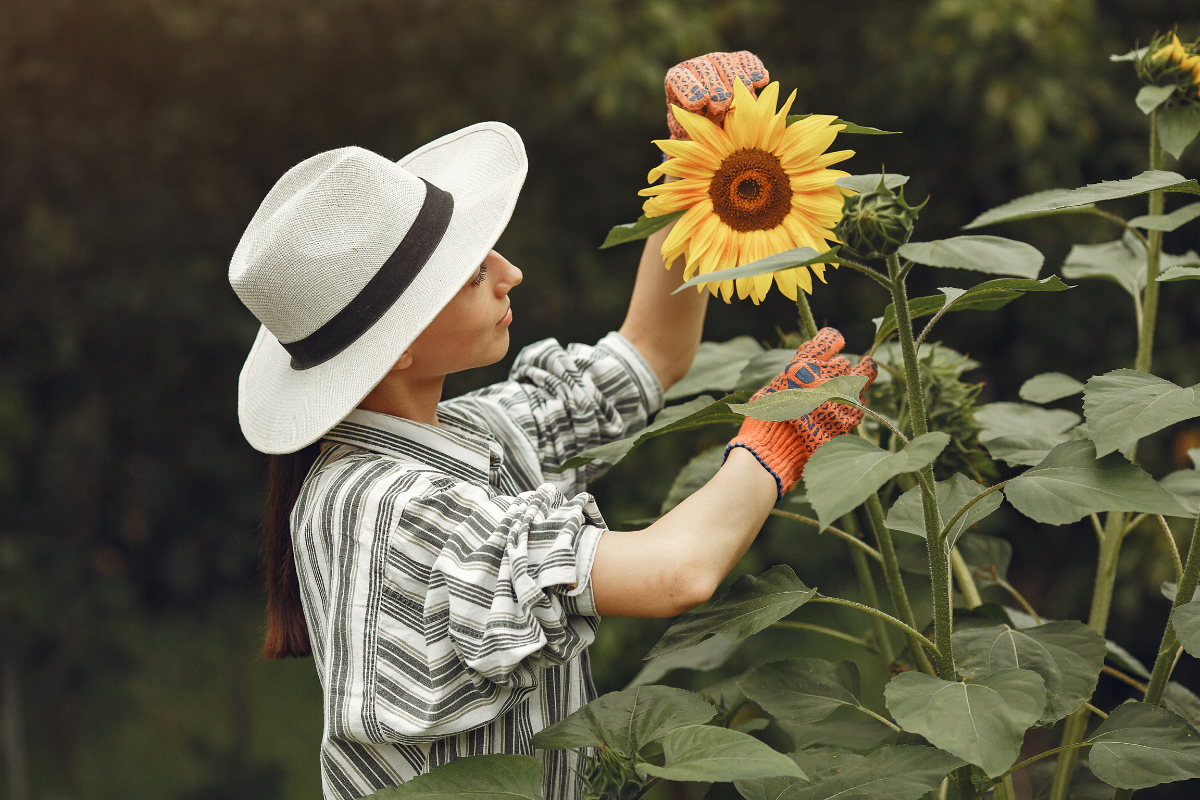 Mulher ao aprender como cultivar girassol em casa.