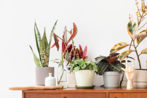 plantas em balcão com uso de vaso autoirrigável. 