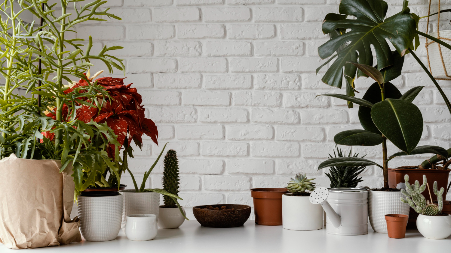 várias plantas em uma mesa, usando vaso autoirrigável.