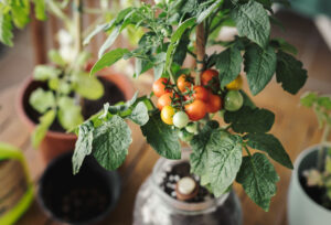 Vaso de planta com frutos, feito por alguém ao descobrir como cultivar árvores frutíferas em vasos