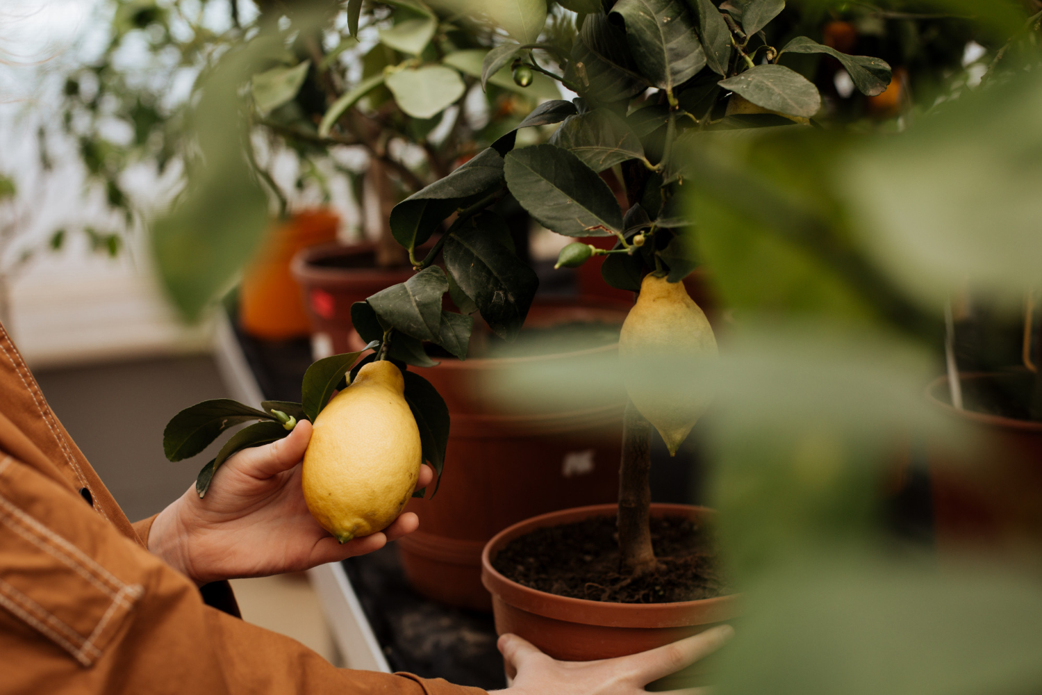 Pessoa descobrindo como cultivar árvores frutíferas em vasos e segurando um limão.