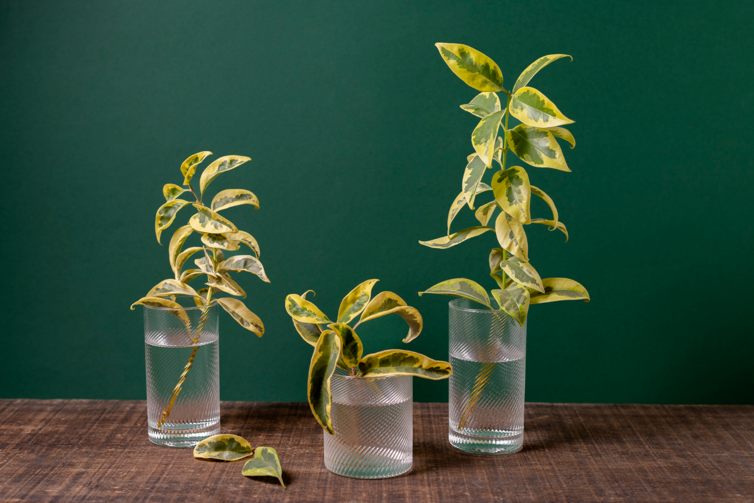 plantas aquáticas em vasos.