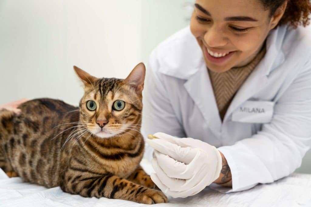 Understanding pet insurance: What it is and what protections it offers