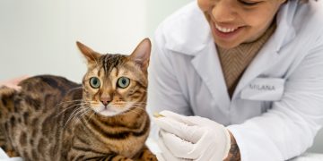 Pet insurance medical care