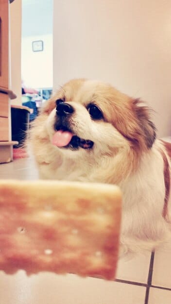 A close-up of a dog happily licking their lips after eating a homemade treat, with a blurred kitchen background, suggesting contentment.