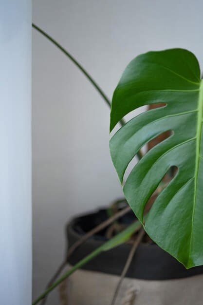 A close-up shot of a vibrant green Monstera Deliciosa leaf with its characteristic fenestrations, set against a blurred background of a modern living room.