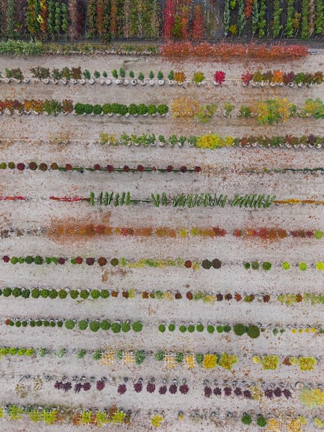 An overhead shot of a neatly organized backyard vegetable patch, with small, discreet smart irrigation emitters visible near the base of healthy plants. The garden looks vibrant and well-maintained under the US sun.
